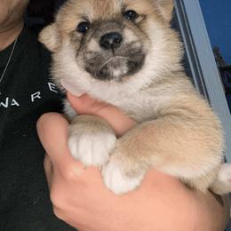 Shiba Inu Puppies from SWFL Shiba Inu Association