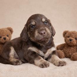 Ernest - Chocolate and cream male Dachshund puppy in Alexander, North Dakota from Wild Rose Ridge Doxies