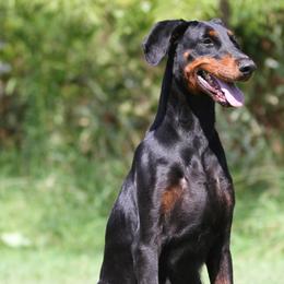 Everdream - Black and rust female Doberman Pinscher puppy in Rockwall, Texas from Elitehaus