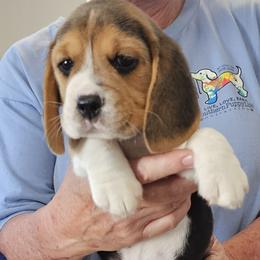 Beagle Puppies from Fairmont Beagles