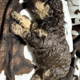 Espresso-mini bernedoodle - Phantom male Bernedoodle puppy in Pittsburg, Illinois from Doodles on Rock Creek
