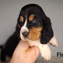 Flora - Black brown and white female Basset Hound puppy in Mack's Creek, Missouri from Mack's Creek Basset Hounds