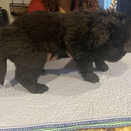 Newfoundland Puppies from Burning Embers Newfoundlands