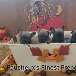 French Bulldog puppies from Faucheux's Finest Frenchie's