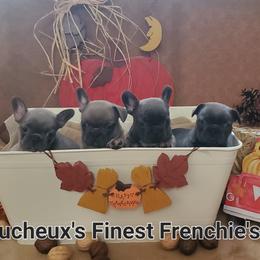 French Bulldog puppies from Faucheux's Finest Frenchie's
