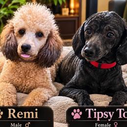 Poodle puppies from Seattle Sankofa Kennel Club