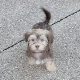 Male 2 - Chocolate sable male Havanese puppy in Medina, Ohio from Momma's Minis