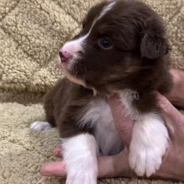 Russet - Red tri-color male Australian Shepherd puppy in Canton, Mississippi from Haven Farms Australian Shepherds