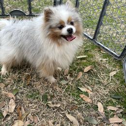 King - Blue merle male Pomeranian puppy in Tyler, Texas from Aukland’s Poms