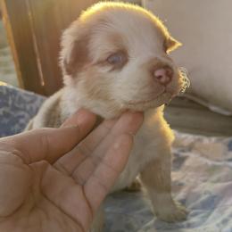 Bella - Red merle female Australian Shepherd puppy in Fontana, California from J.O Family Aussies