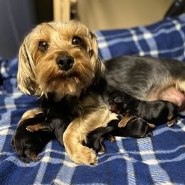 Daisy - Yorkshire Terrier