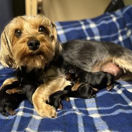 Daisy - Yorkshire Terrier