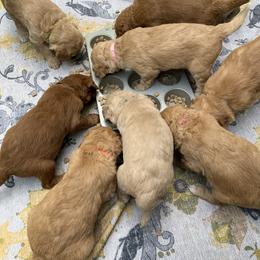 Goldendoodle Puppies from Dolly Doodle’s Doodles