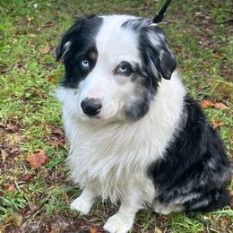 Pisces - Miniature Australian Shepherd