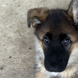 Elsa - German Shepherd puppy from HVC Kennels-Home of Von Monray Elite German Shepherds