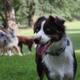 Aussiedoodles and Australian Shepherds from Southern Paws Mini Aussies
