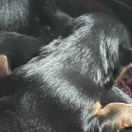 Yorkshire Terriers from Days Yory