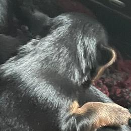 Yorkshire Terriers from Days Yory