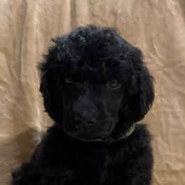 “Cinnamon Roll” Green Collar Boy - Poodle puppy from Champagne Poodles