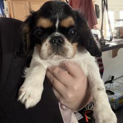 Enchanting Charlies Bippidi Boppidi Boo - Black white and tan female English Toy Spaniel puppy in Pennsylvania from Enchanting Charlies
