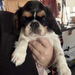 Enchanting Charlies Bippidi Boppidi Boo - Black white and tan female English Toy Spaniel puppy in Pennsylvania from Enchanting Charlies