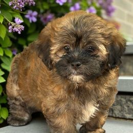 Mikey - Black gold and silver male Shihpoo puppy in Oklahoma from Rocky Oak Cavaliers & Biewer Terriers LLC