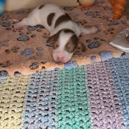 3500..Raya - Chocolate and tan female Dachshund puppy in Winter Haven, Florida from Gateway 2 Little Paws