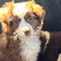 Scarlett - Red tri Toy Australian Shepherd puppy in Clarendon, Texas from Seminole Ranches - Toy/Mini Aussies