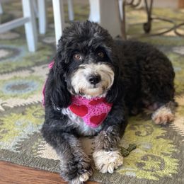 Daisy Mae - Bernedoodle