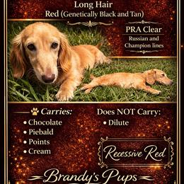 Cookie - Dachshund