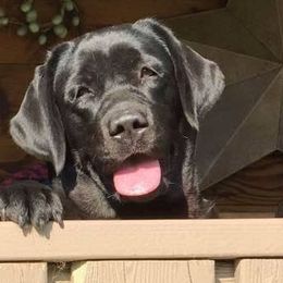 Labrador Retrievers from Tru Luv Labradors