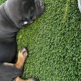 Cane Corso Puppies from Willow’s Meadow