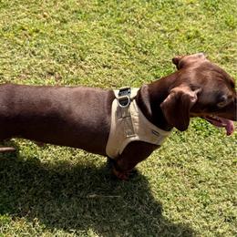 Toby - Chocolate and tan male Dachshund puppy in Arcadia, California from Cruz Industries - Dachshund Company & French Bulldog Company