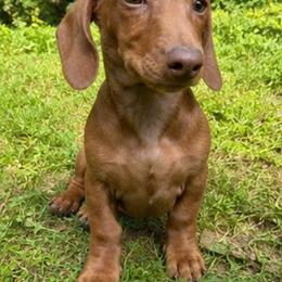 Charlie - Red female Dachshund puppy in Maidsville, West Virginia from L&B Lowriders