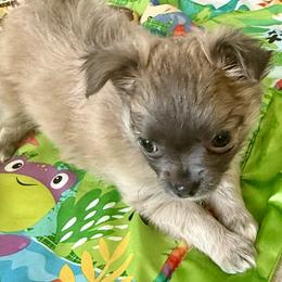 Tigger - Chocolate blue male Chihuahua puppy in Oklahoma City, Oklahoma from Savvy Chihuahuas of Oklahoma