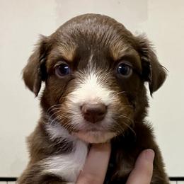Laney - Red tri-color female Australian Shepherd puppy in Cotati, California from Tried and True Aussies