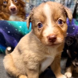 Sweet Potato - Red merle female Miniature Australian Shepherd puppy in Buchanan, Georgia from Stanleyville Farm Mini Aussies