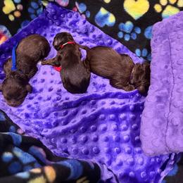 Boy 2 - Liver male Boykin Spaniel puppy in Valdosta, Georgia from Eagle Trail Kennels