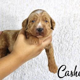 Cashew - Apricot male Goldendoodle puppy in Casa Grande, Arizona from AzDoodle Dandies
