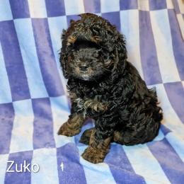 Zuko - Black and tan male Cockapoo puppy in Sunset, Louisiana from Cano Cockapoos