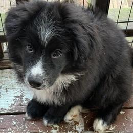 Blue - Black & white male Miniature Australian Shepherd puppy in Middleburg, Florida from Dog Father Kennels