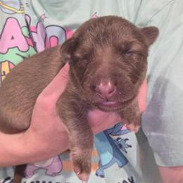 Dark Green Collar Boy - Sable male German Shepherd puppy in Dallas, Pennsylvania from Mountainside German Shepherds