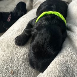 Yorkipoo Puppies from Racquel Smith