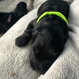 Yorkipoo Puppies from Racquel Smith