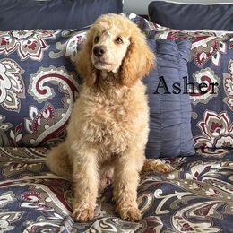 Asher - Poodle puppy from BRosie IX Standard Poodles