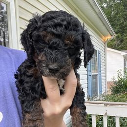 Goldendoodle Puppies from Crowders Creek Doodles