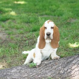 Buck - Basset Hound
