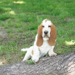 Buck - Basset Hound