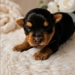 Marshall - Black and tan male Yorkshire Terrier puppy in Broxton, Georgia from More Than Family