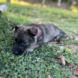 Red puppy - Sable female German Shepherd puppy in Catlettsburg, Kentucky from Von Holbrook Kennels